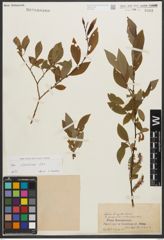 Foto von Salix silesiaca Willd.